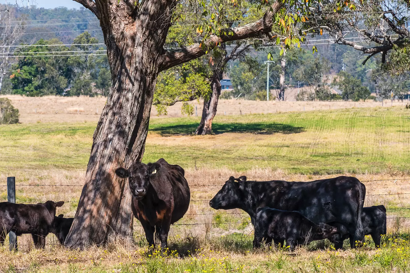 1026 Gowings Hill Road, Dondingalong Sold by Sydney Sotheby's International Realty - image 14