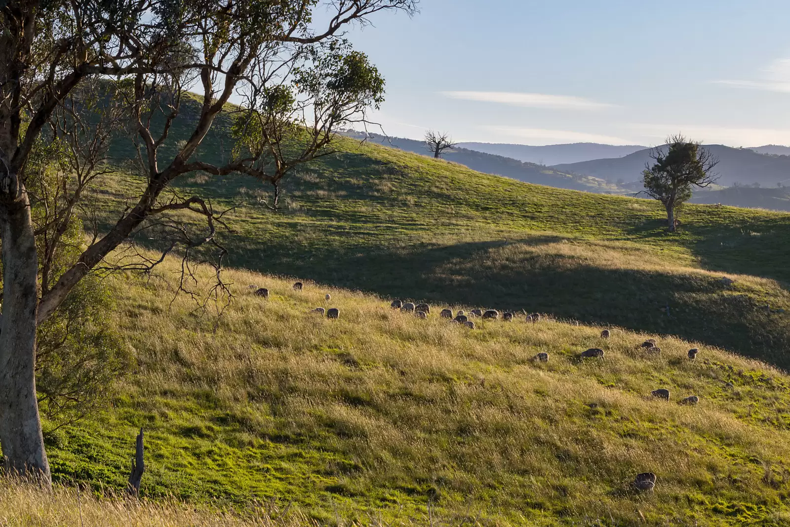 Photo #7: 'Dowan Hill' Connells Lane, Yass - Auction by Sydney Sotheby's International Realty
