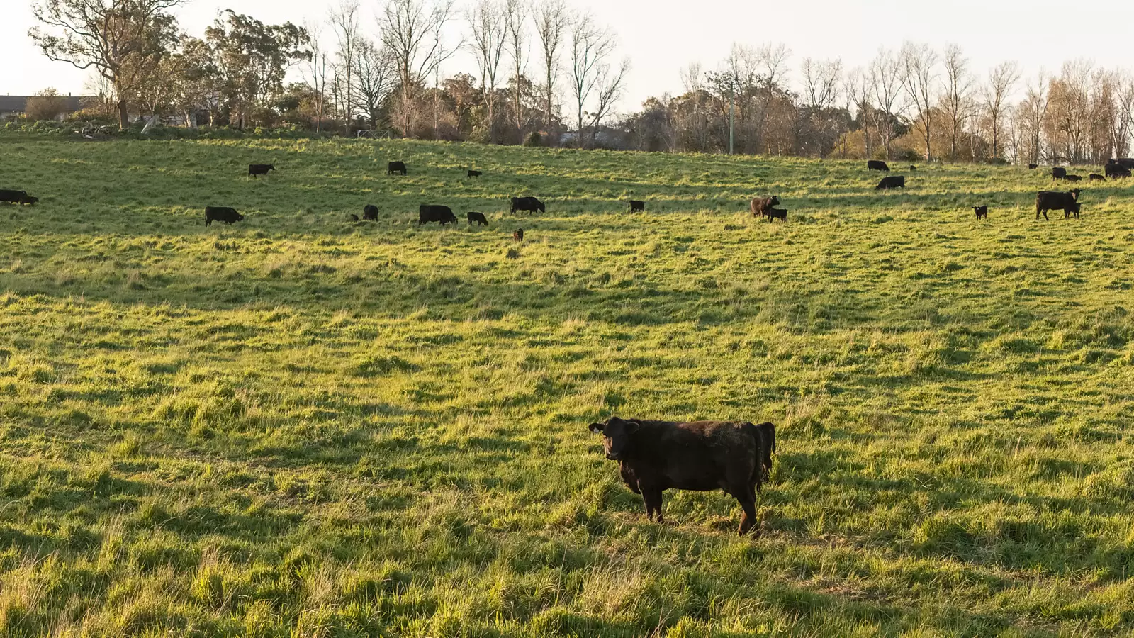 3589 Range Road, Crookwell For Sale by Sydney Sotheby's International Realty - image 8