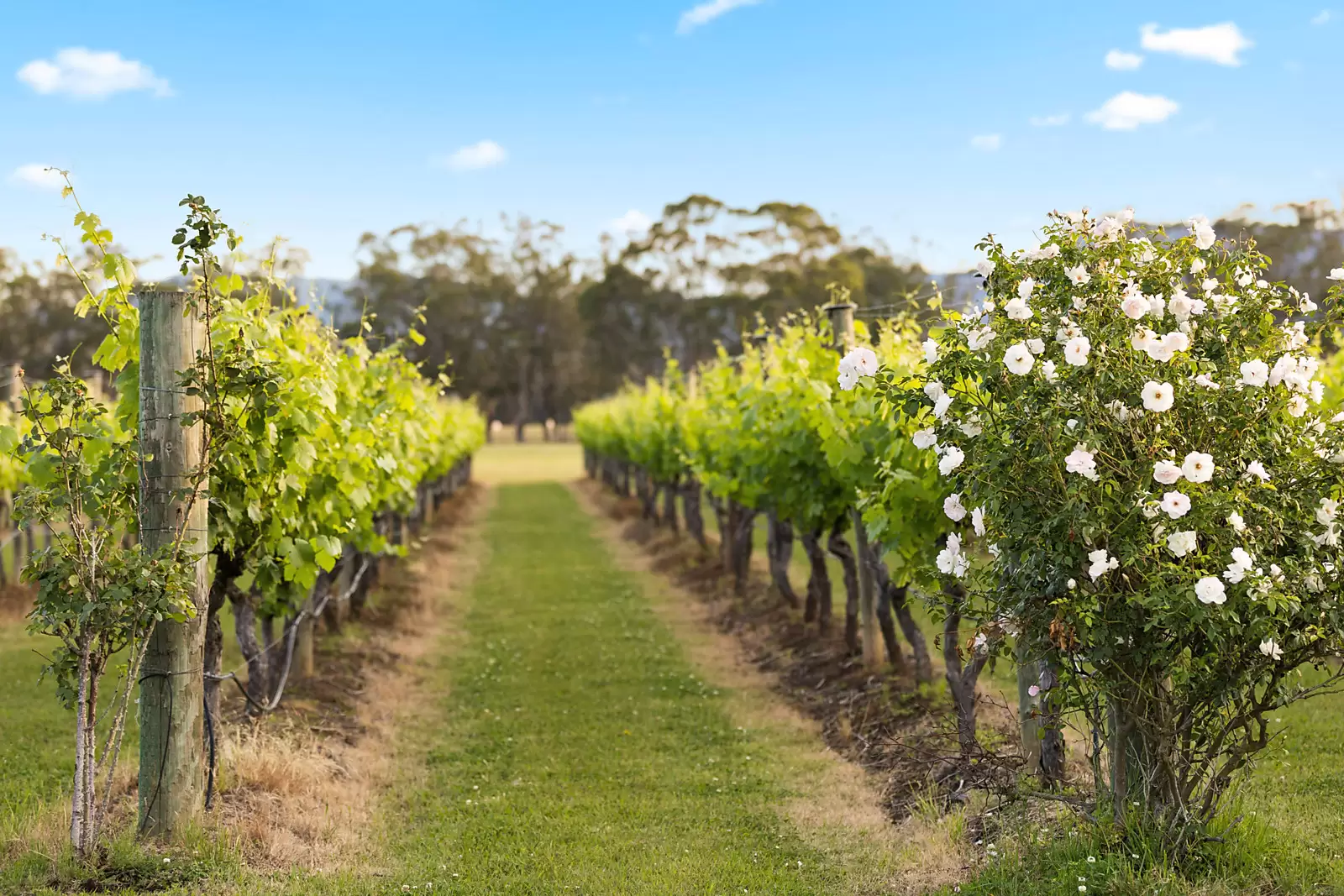 447 Old North Road, Pokolbin For Sale by Sydney Sotheby's International Realty - image 16