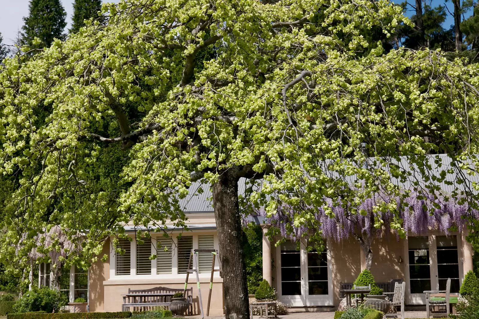 9 Wyndham Avenue, Mount Wilson Auction by Sydney Sotheby's International Realty - image 15