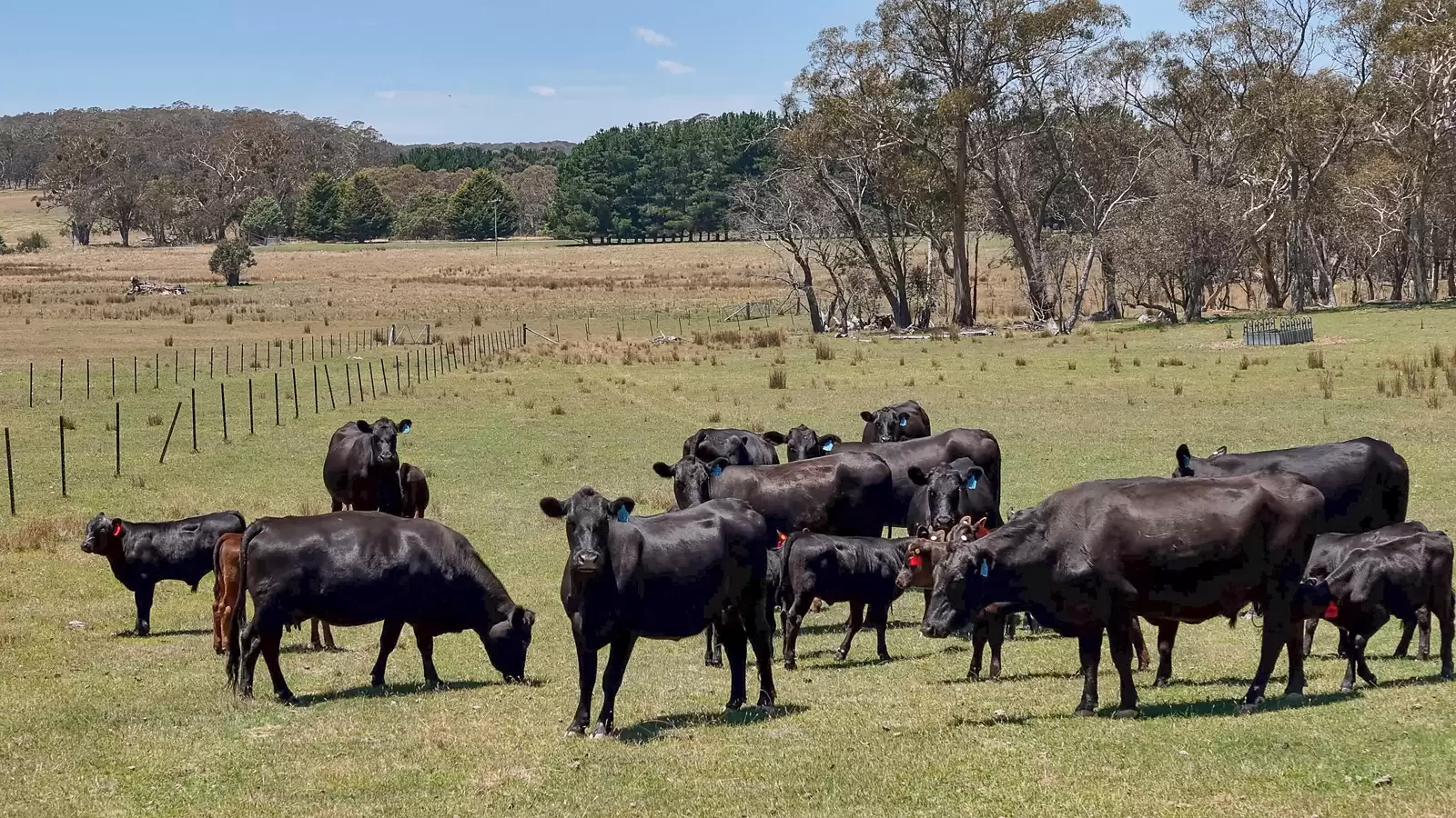 1169 Golspie Road, Taralga Auction by Sydney Sotheby's International Realty - image 5