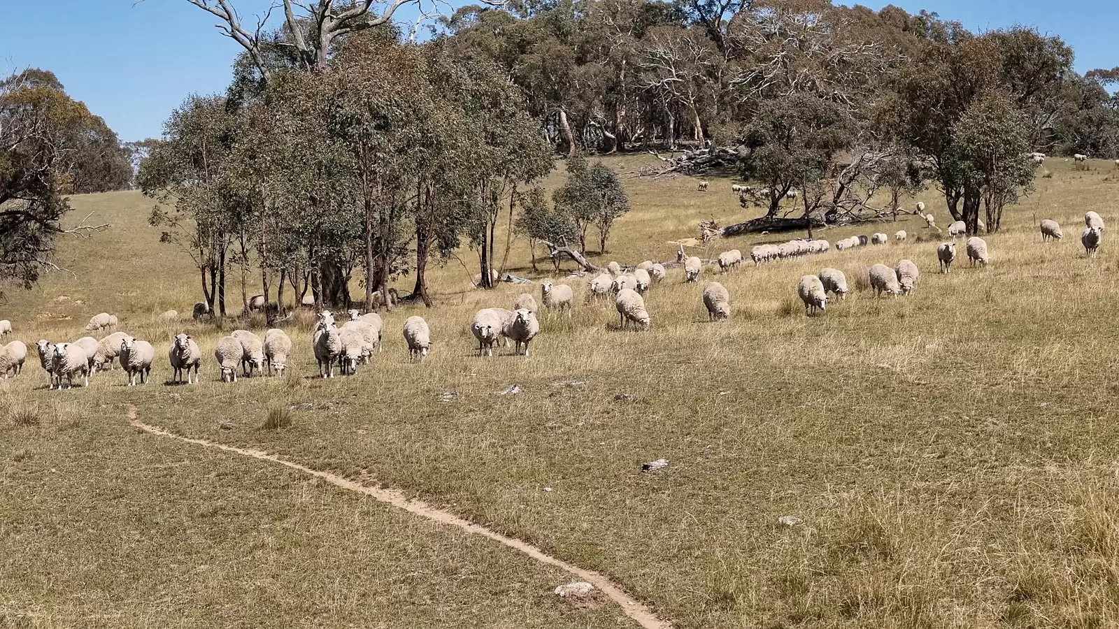 1169 Golspie Road, Taralga Auction by Sydney Sotheby's International Realty - image 6