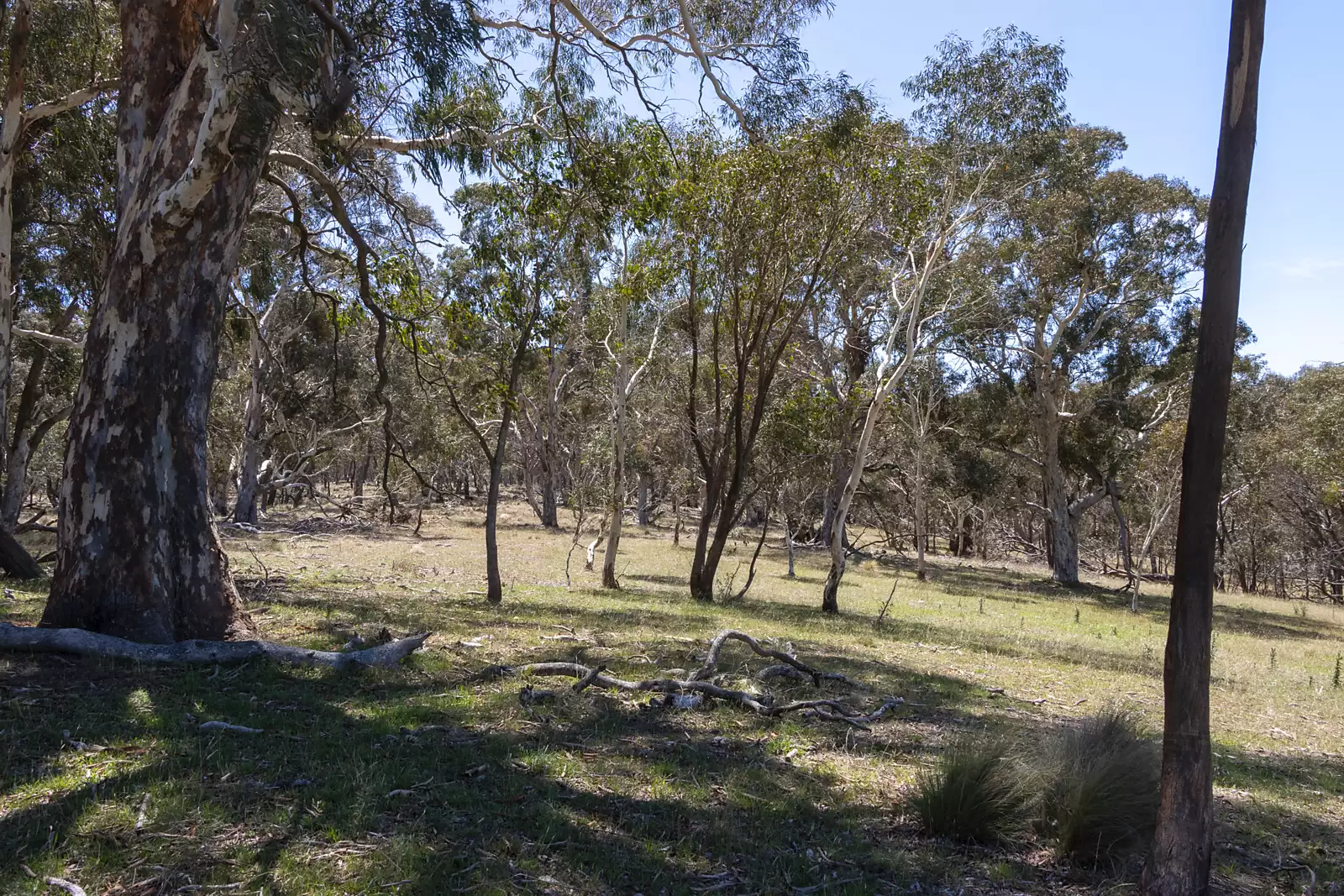 1169 Golspie Road, Taralga Auction by Sydney Sotheby's International Realty - image 3