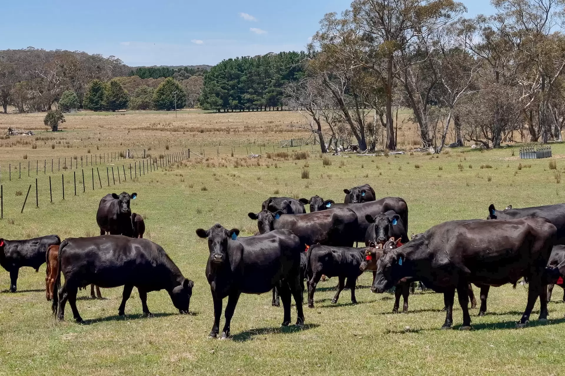 1169 Golspie Road, Taralga For Sale by Sydney Sotheby's International Realty - image 7