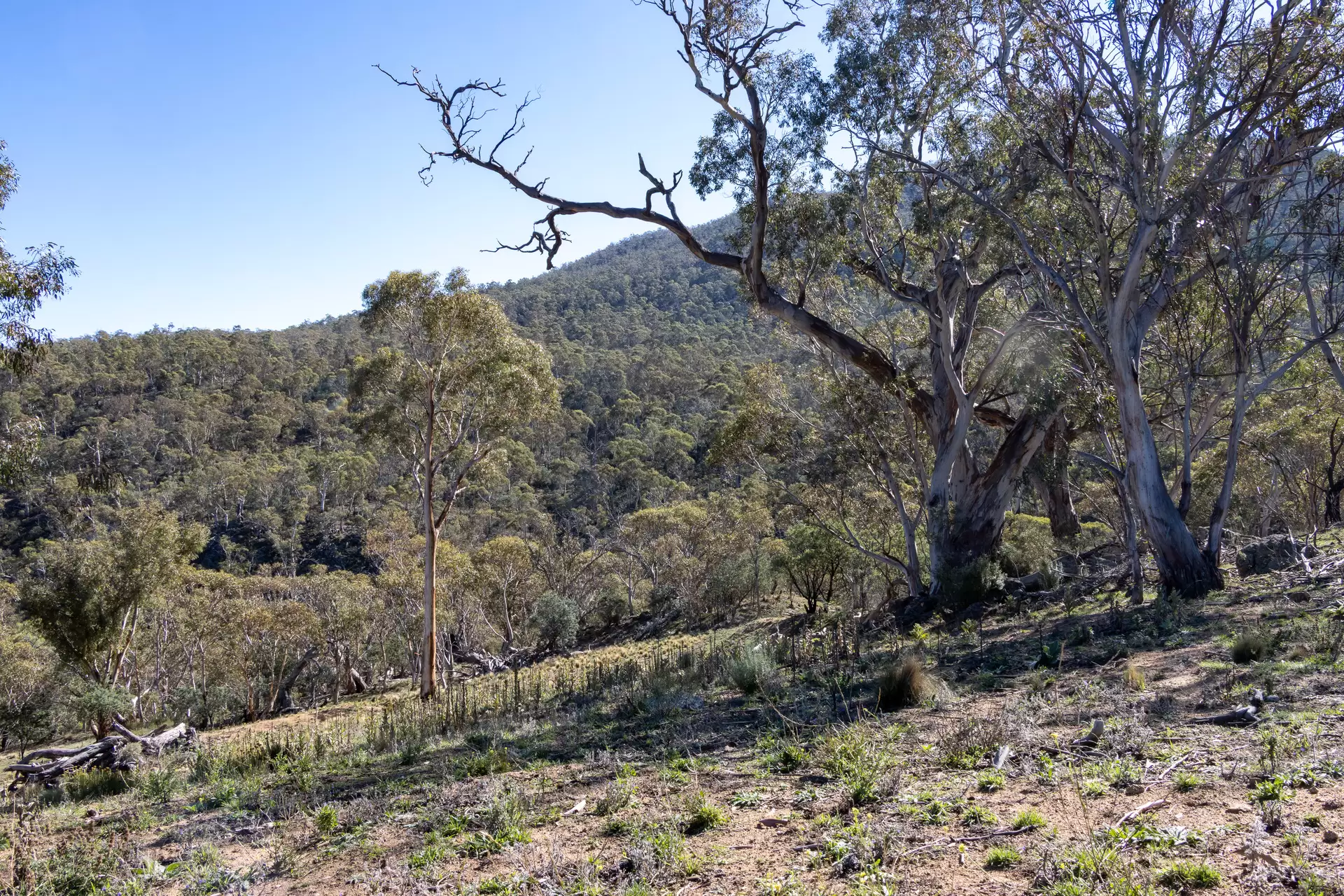 Lot 21, 374 Kalkite Road, Kalkite Auction by Sydney Sotheby's International Realty - image 3