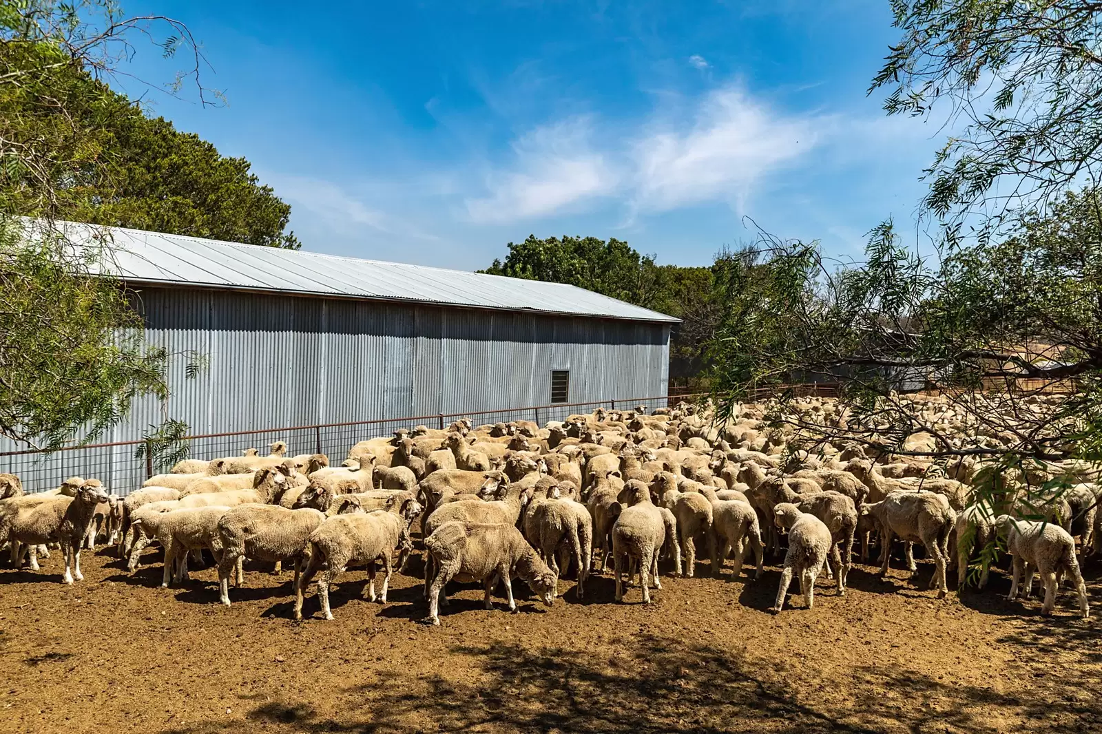 - 'Meemar', Cootamundra Sold by Sydney Sotheby's International Realty - image 17