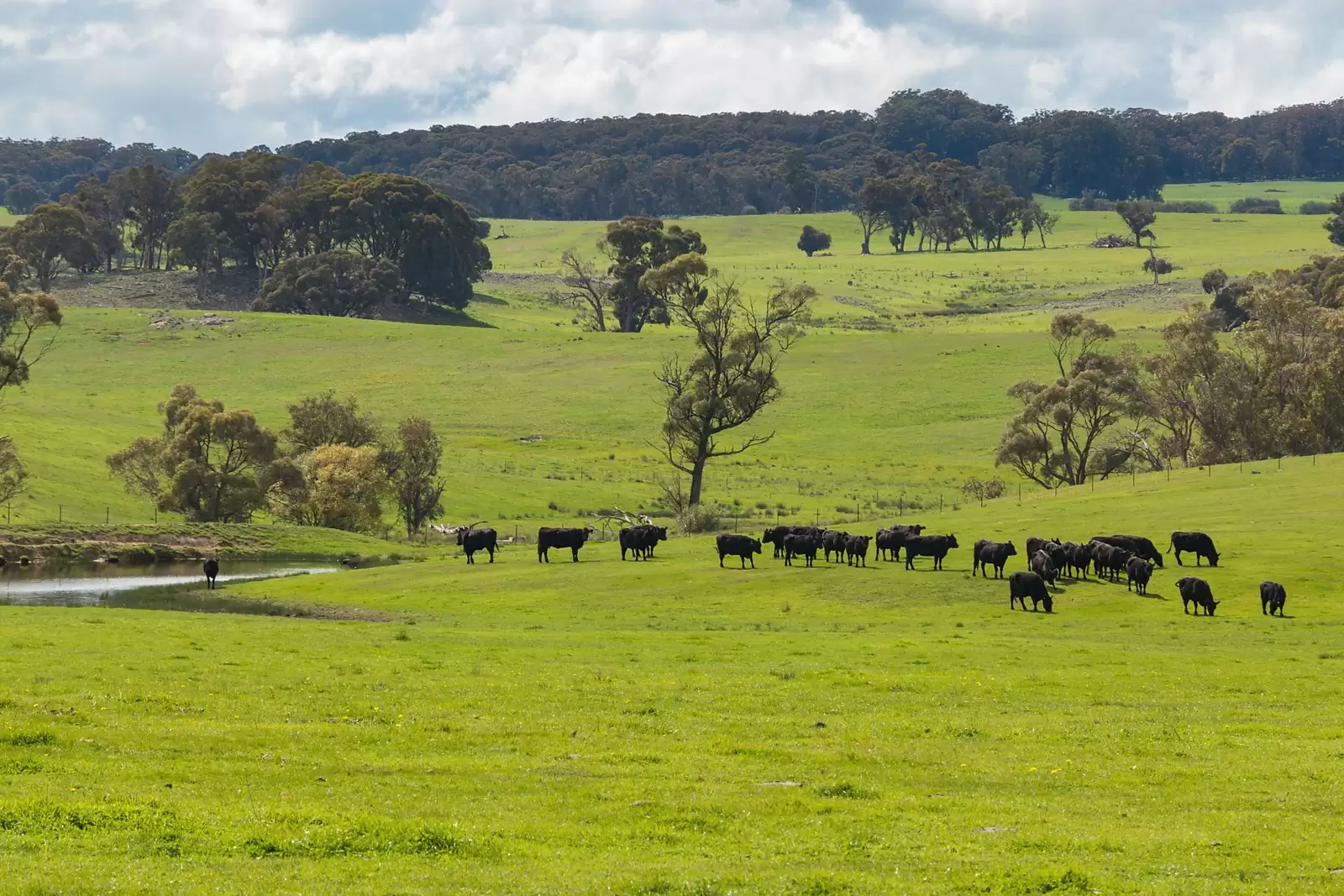 232 Carrabungla Road, Roslyn Sold by Sydney Sotheby's International Realty - image 12